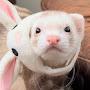 @viralferrets1323