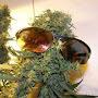 @bongsabbath6416