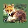 @ComChiefRadFox