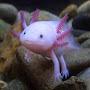 @Axolotlover5315