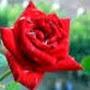 @siddiqmohammed3086
