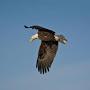 @eagle5439