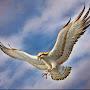 @hazratali1181