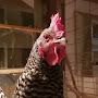 @ranchlife8128