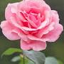 @rahisaiyed1034
