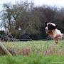@ravenkeepergundogs8921