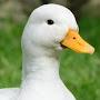@duckarecool