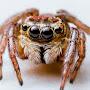 @HopefulJumpingSpider-cg7zh