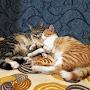 @ismailoz2194