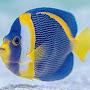 @teluguboywildfishshunter3060