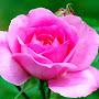@zabihullah8153
