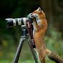 @passing_fox