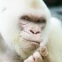 @whitegorilla1368
