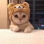 @hpcutcat3863