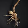 @TarantulaWatcher