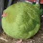 @Unexposedbirb