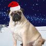 @icepug6311