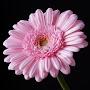 @lisaturner6297