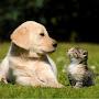 @catdog-tv2120