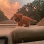 @myfavorite-cat