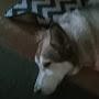 @davidcarpenter5274