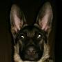 @Shepherd.73ham