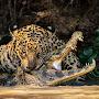 @AnacondaJaguar13