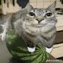 @Car_on_a_watermelon