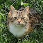 @TheCatNipGardener