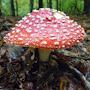 @amanitamuscaria7500