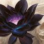 @darklotus5309