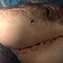 @Sharkie735