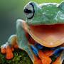 @frogs_will_rule