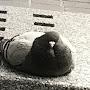 @pigeon4481