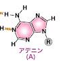 @アデニン-n3f