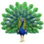 @boudiccaleduckel4680
