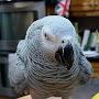 @symontheafricangreyparrot2424