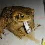 @froggieman5062