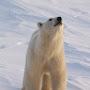 @icebear8773