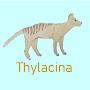 @thylacina5989