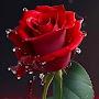 @simran11228