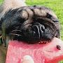 @FrodotheFeistyPug