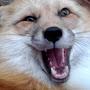 @raccoon681