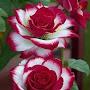 @sadiyajahanontu7851