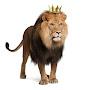 @LION_kingdoms
