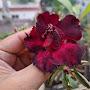 @plantloverz.f.2983