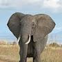 @Elephant2024