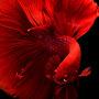 @rabeeshrembu8844