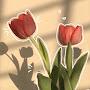 @Shivani29d
