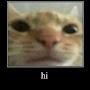 @ilex_occulta